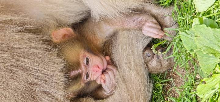 Close-up of infant Japanese macaque nestled in its mother's fur, nibbling on fingers