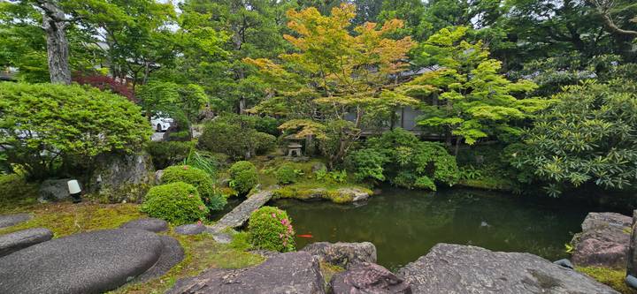 Traditional Japanese garden pond surrounded by vibrant green foliage and rocks