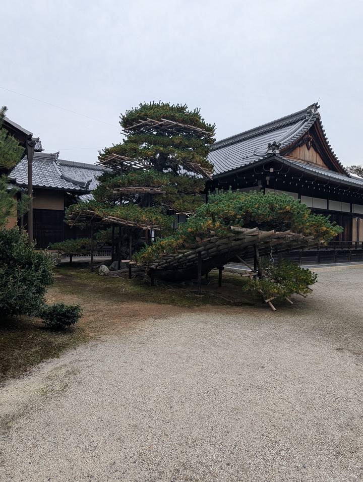 Traditional Japanese garden with carefully pruned pine branches supported by wooden frames beside a temple building.