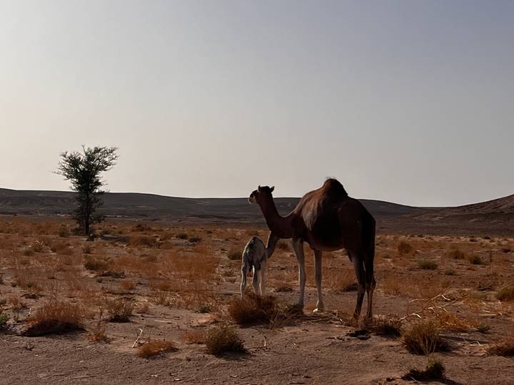 Silhouetted camel and calf stand on sparse desert scrub under a hazy sky.