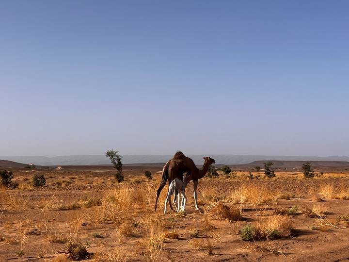 Camel and newborn standing in golden dry grasses with mesas in the distance.