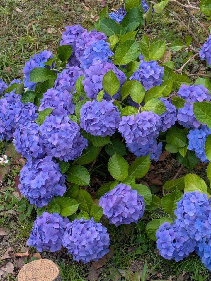 A cluster of vibrant purple hydrangea blossoms fills the frame.