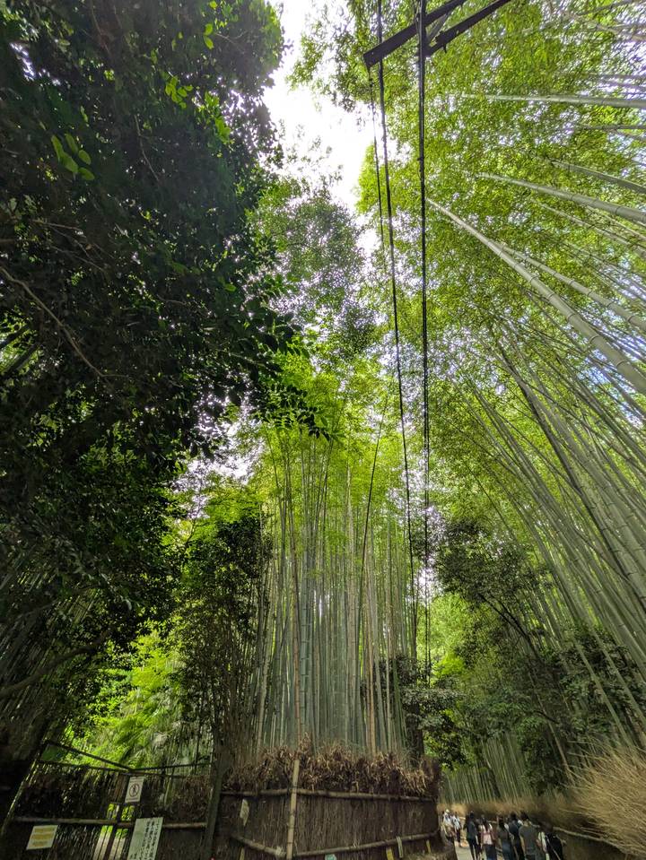 Upward view of dense green bamboo canopy with sunlit leaves and dark tree trunks