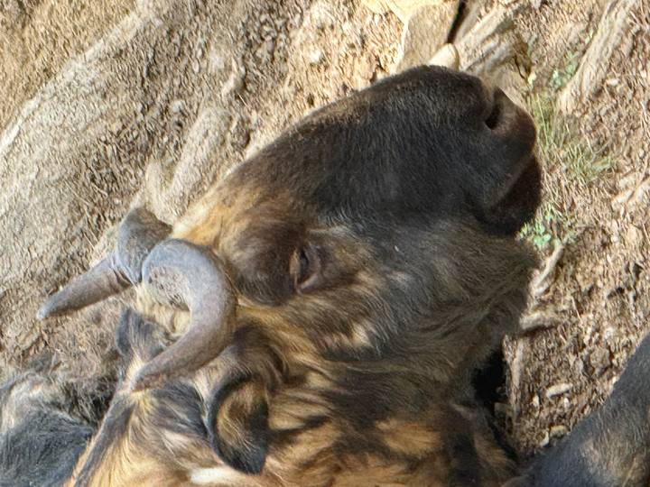 Close-up profile of a Bhutanese takin resting on the ground