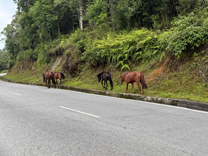 Four free-roaming horses grazing on the verge of a winding mountain road
