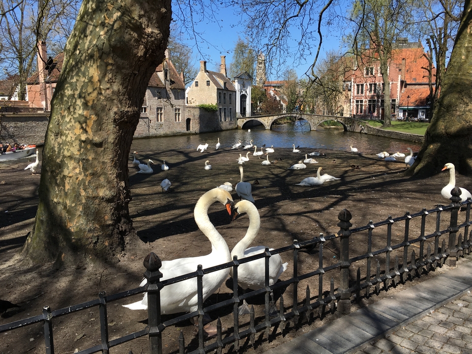 Serene scene of swans on a canal with historic buildings.