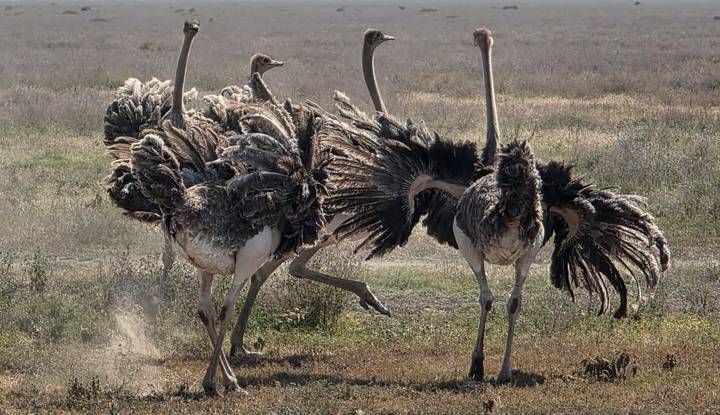 Several ostriches fan their feathers while running across open grassland.