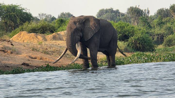 A massive tusked elephant stands in shallow river water beside lush banks.
