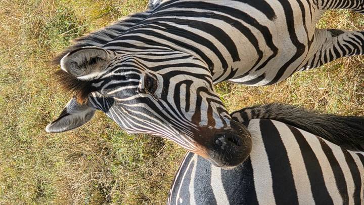 Close-up portrait of a zebra’s striped head against dry grass.