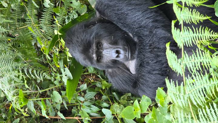 A mountain gorilla sits quietly among dense green forest foliage.