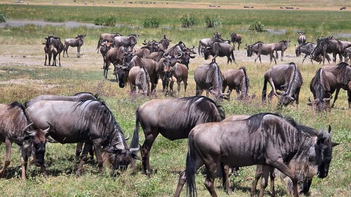Large herd of wildebeest graze and gather near a wetland.
