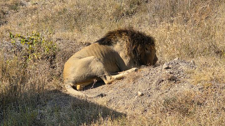 A male lion sleeps curled on a dusty mound amid dry grass.