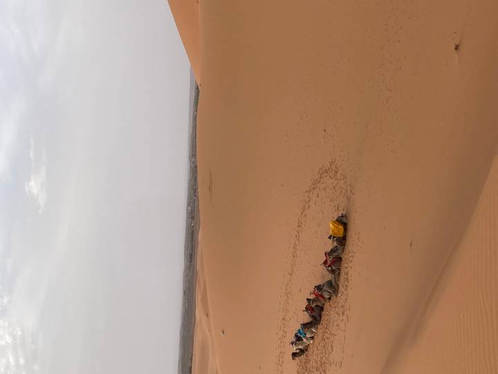 Caravan of camels rests in a curved track imprint on endless sand dunes.