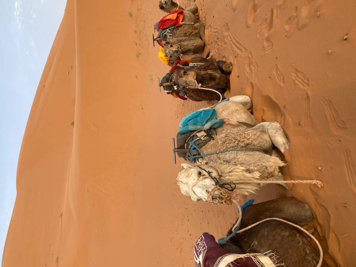 Row of saddled camels kneels on orange sand beneath softly lit desert ridge.