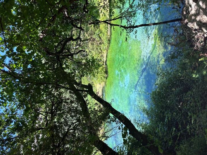 Sunlight filters through leaves onto vivid emerald water in a forested river pool.