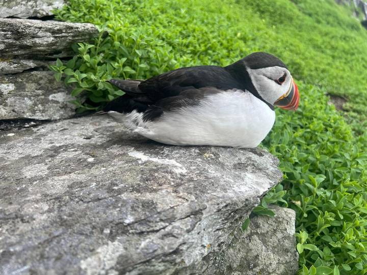 Close-up of a puffin resting on a rocky ledge with green vegetation