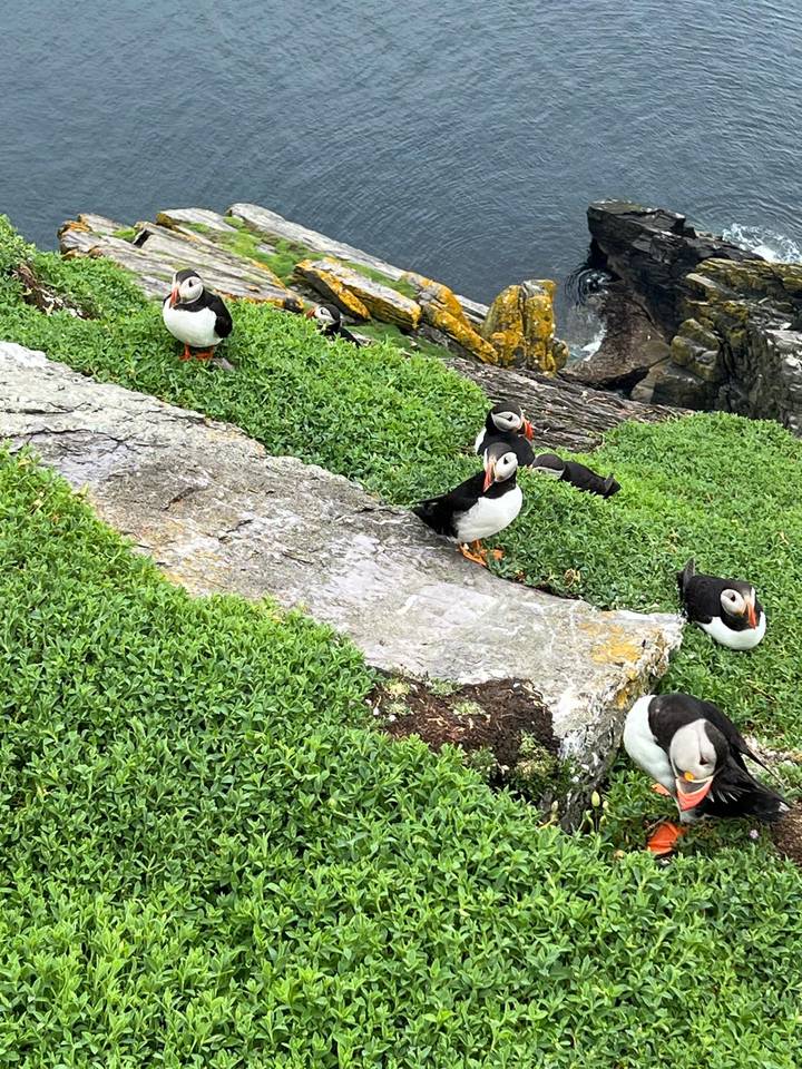 Group of puffins standing on grassy cliff edges above the sea