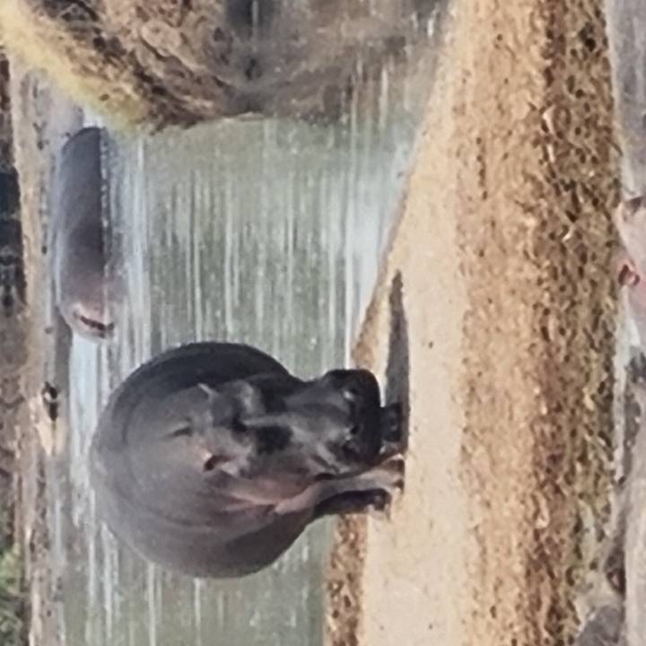 Blurry close shot of a hippo standing at the edge of a river with another in the background.