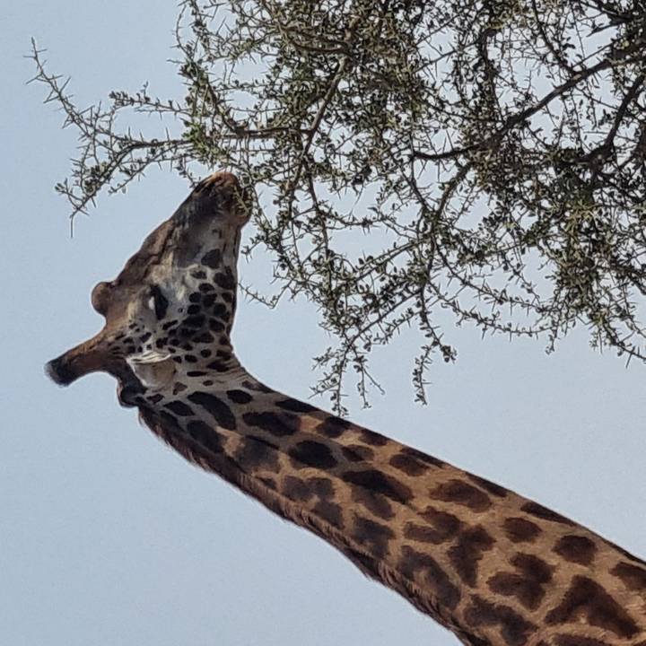 Side portrait of a giraffe nibbling on an acacia branch under a pale blue sky.