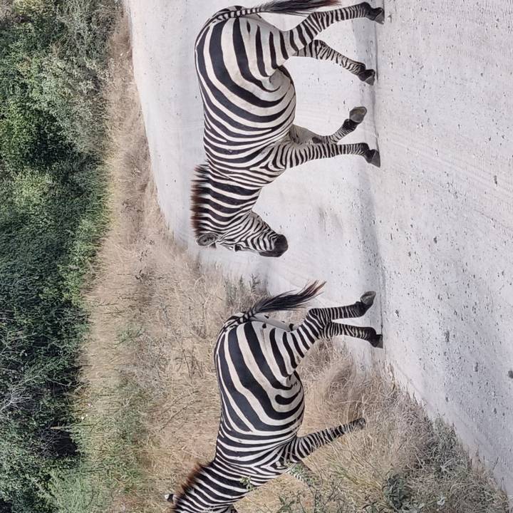 Two zebras crossing a dusty safari track bordered by dry grass and bushes.
