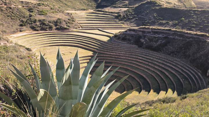 Circular agricultural terraces of Moray viewed from above with agave plant in foreground.