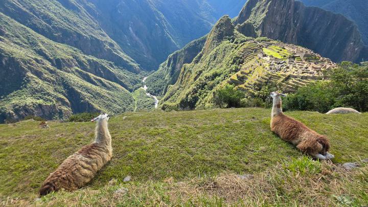 Two llamas reclining on grassy ledge overlooking the sweeping ruins of Machu Picchu far below.