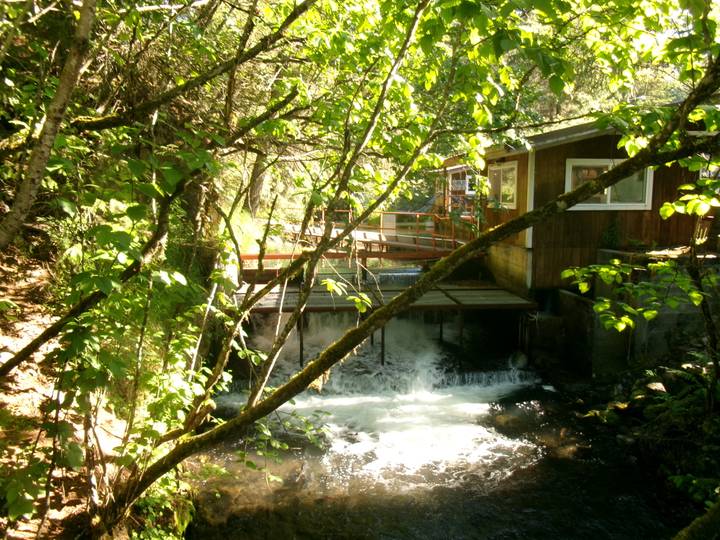A wooded stream rushes beneath a small rustic cabin and footbridge bathed in dappled forest light.