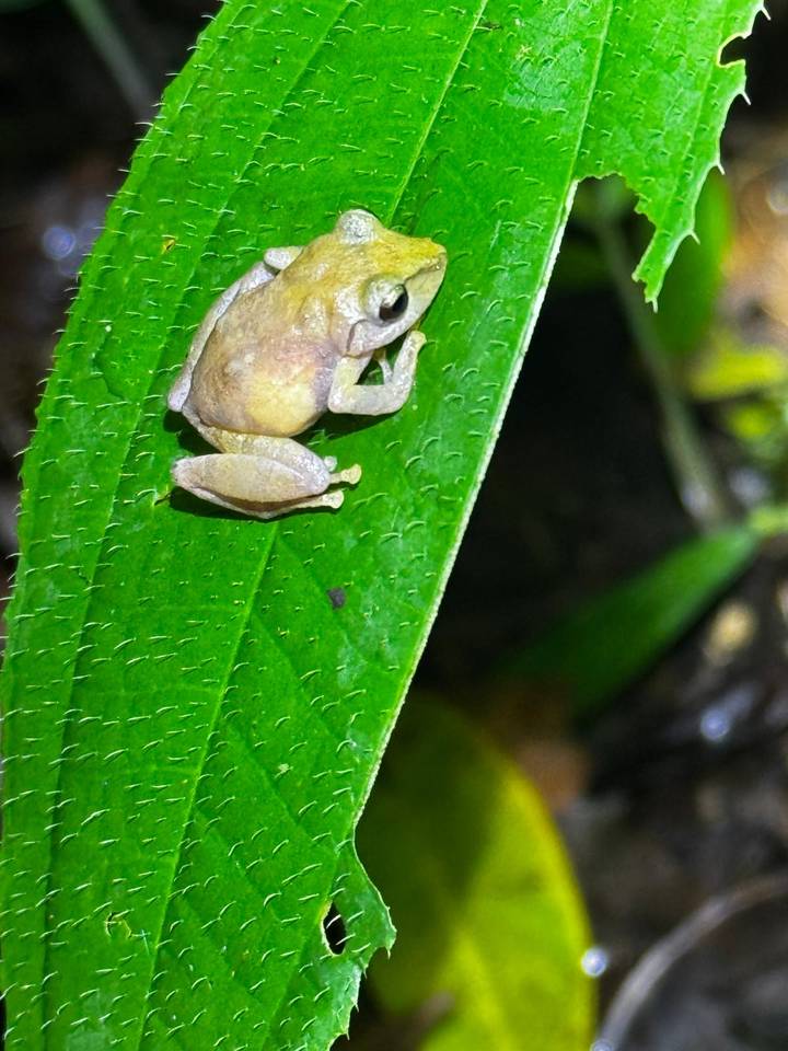 Close-up of a small tree frog resting on a vibrant green leaf at night.