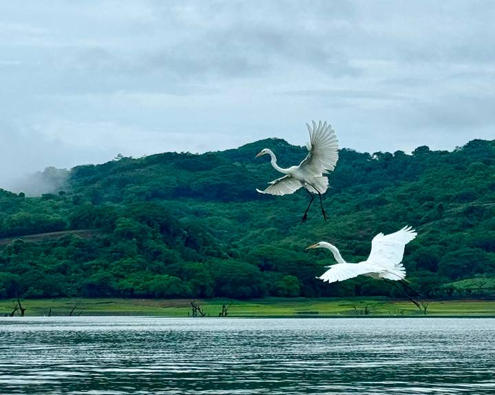 Two white egrets in mid-flight above a lake with lush green hills in the background.