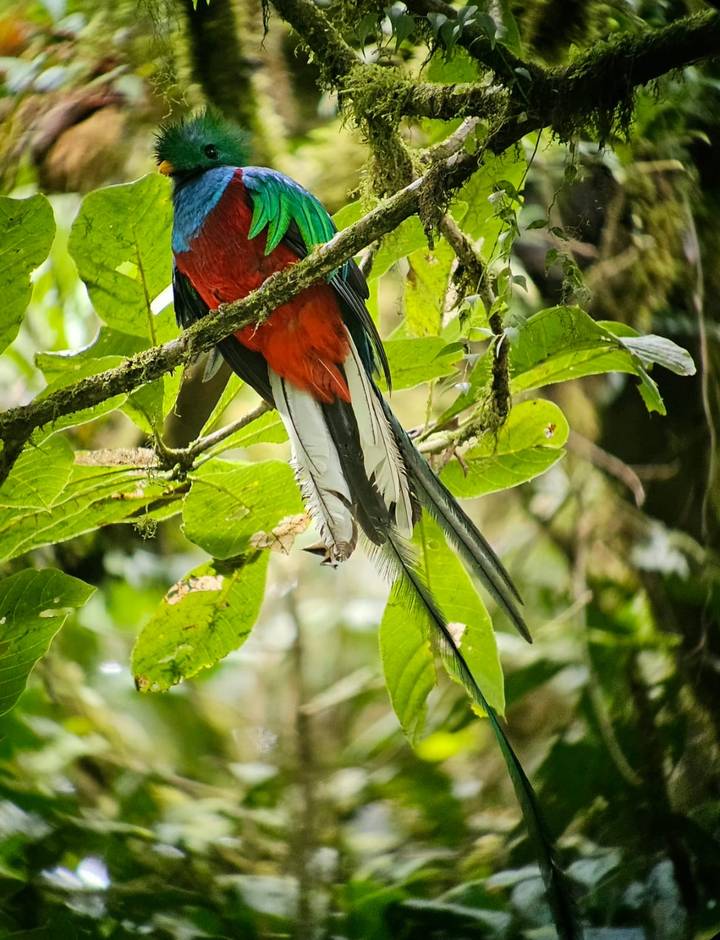 Vibrant red and green quetzal perched on a mossy branch in dense jungle foliage.