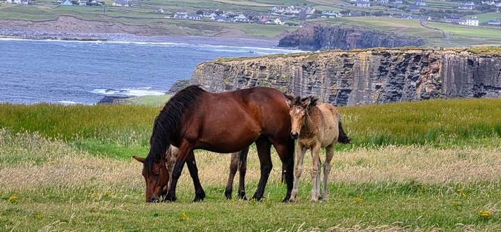 Horse and foal grazing on coastal pasture with cliffs and seaside village in the distance.