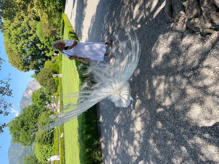 White peacock displaying broad feathers near woman taking photo in manicured garden.