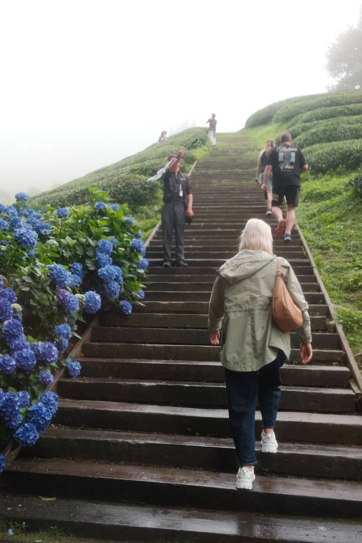 Travellers climbing a damp wooden staircase lined with blooming hydrangeas on a misty day
