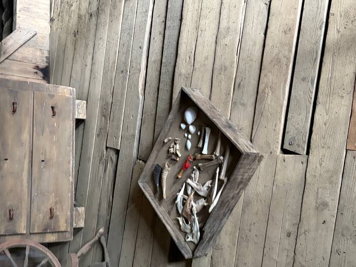 Wooden box of assorted animal bones and artefacts on rough timber floorboards in a rustic hut