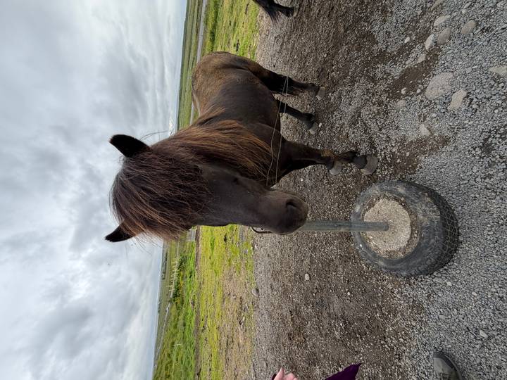 Close portrait of a shaggy Icelandic horse standing beside a tyre feeder on a gravel paddock