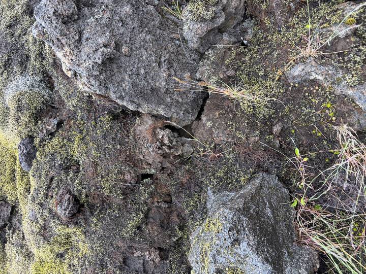 Close-up of rough volcanic rocks covered in tiny yellow-green mosses