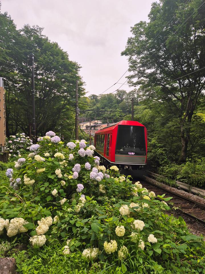 Red mountainside train passing blooming hydrangeas in a lush forest setting.