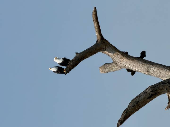 Pair of African fish eagles perched high on a dead tree against a clear blue sky.