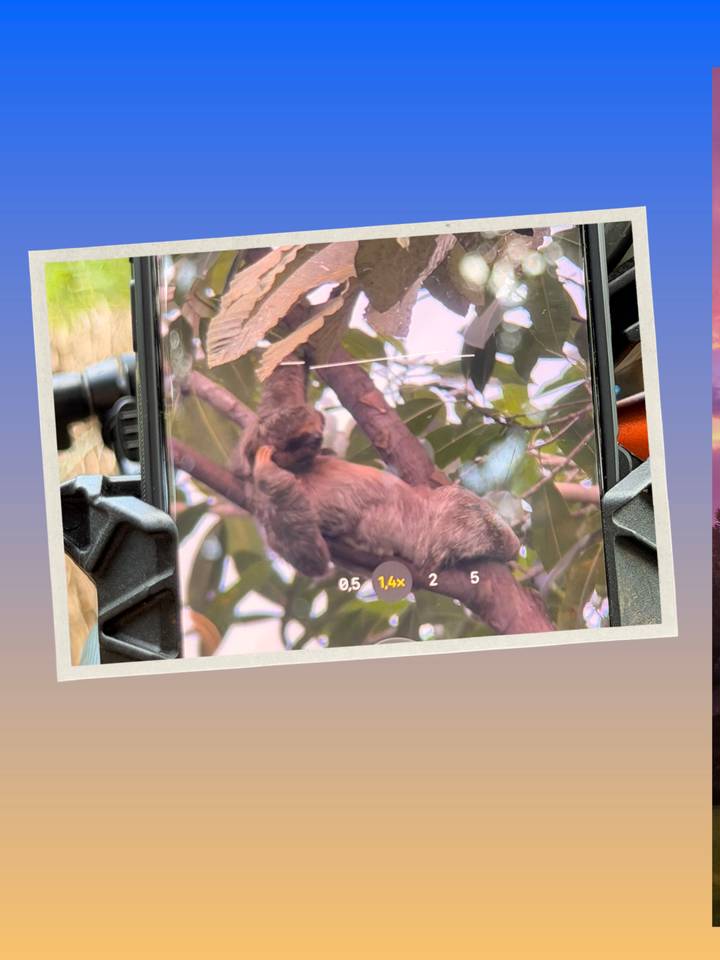Mobile phone screen zoomed in on a lounging sloth while mounted on a jungle spotting scope.