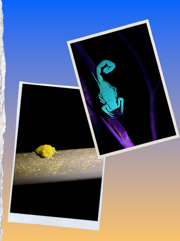 Collage showing a tiny yellow frog at night and a fluorescent scorpion glowing under UV light.