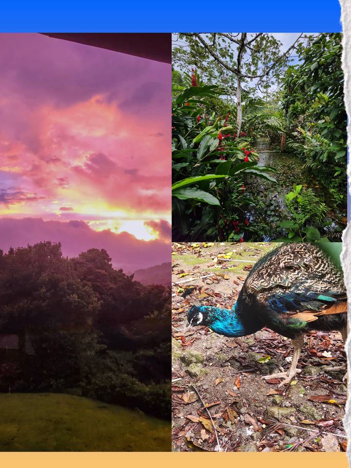 Collage combining a colorful sunrise, lush tropical stream, and close-up of a peacock.