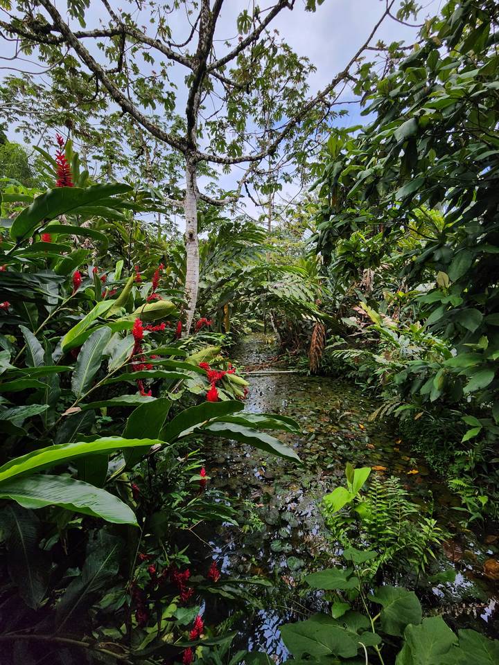 Narrow jungle creek lined with dense tropical plants and bright red ginger flowers.