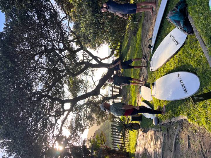 Surfers standing among laid-out surfboards beneath a large coastal tree at dawn light.