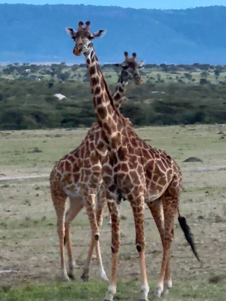 Two giraffes stand necking on an open grassy plain.