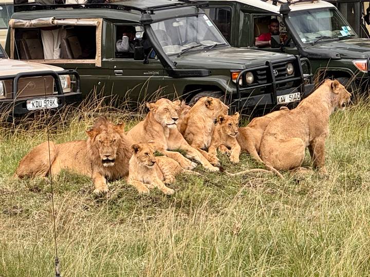 Large pride of lions rests on a grassy mound beside safari vehicles in the Maasai Mara.