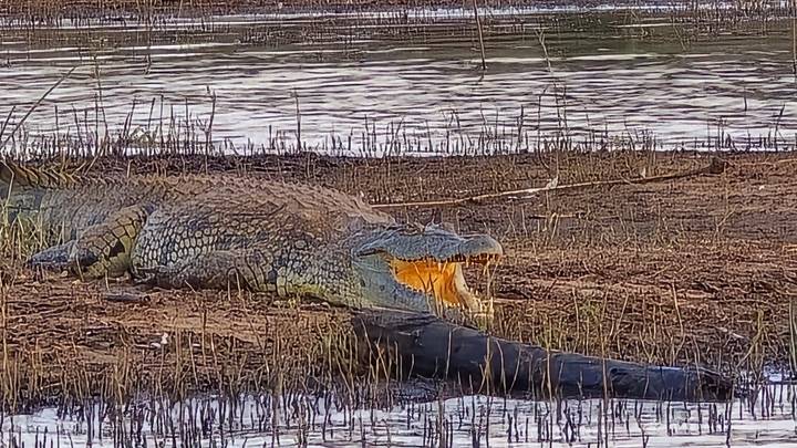 A large crocodile with mouth agape rests on muddy ground beside a rippling lake.