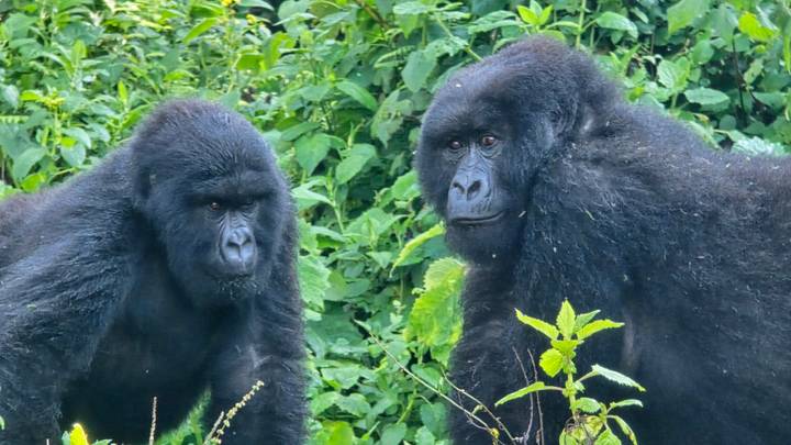 Two mountain gorillas stand amid dense green foliage, observing quietly.