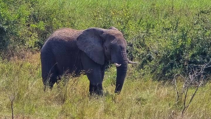 Lone elephant grazes in tall grass against a backdrop of leafy woodland.