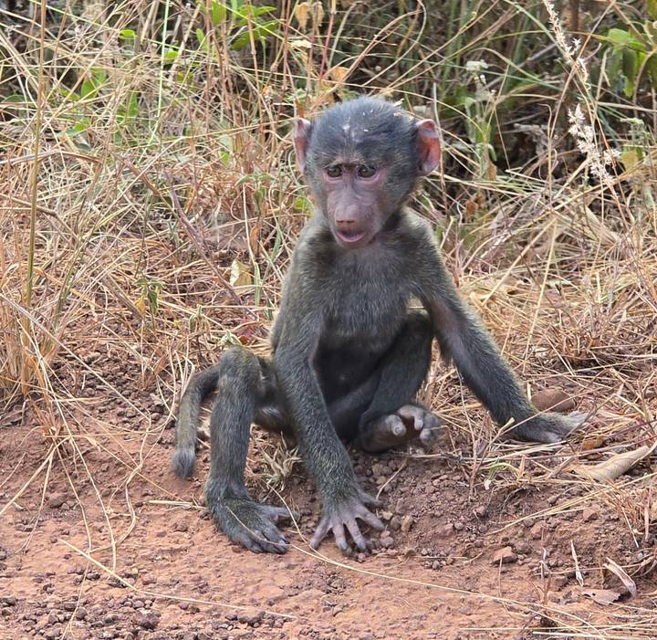 Young baboon sits on dry earth surrounded by tall, straw-colored grasses.
