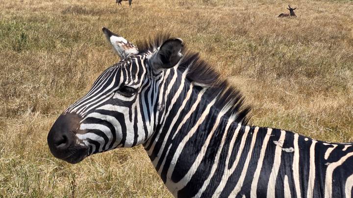 Close-up side profile of a zebra standing in golden grassland.